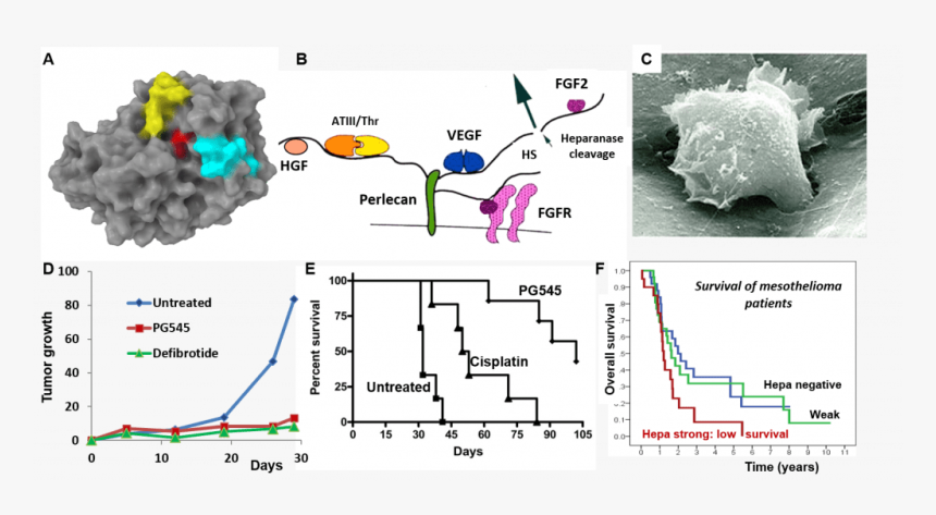 Involvement Of Heparanase In The Pathogenesis Of Mesothelioma - Floor Plan, HD Png Download