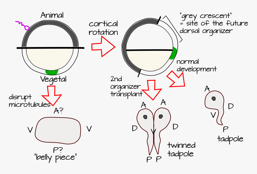 Page2pt1vector - Cortical Rotation, HD Png Download
