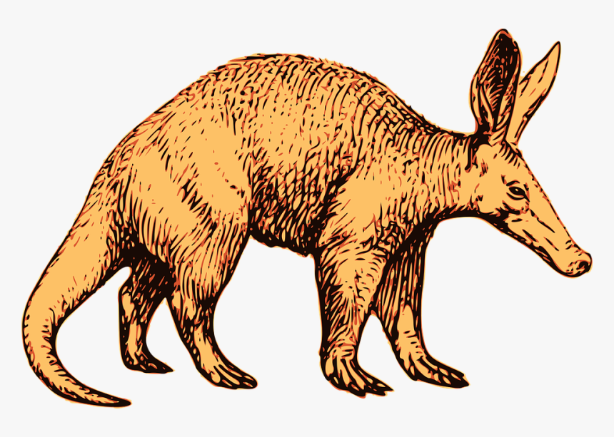 Aardvark, Africa, African, Animal, Mammal, Nocturnal - Transparent Aardvark Png, Png Download
