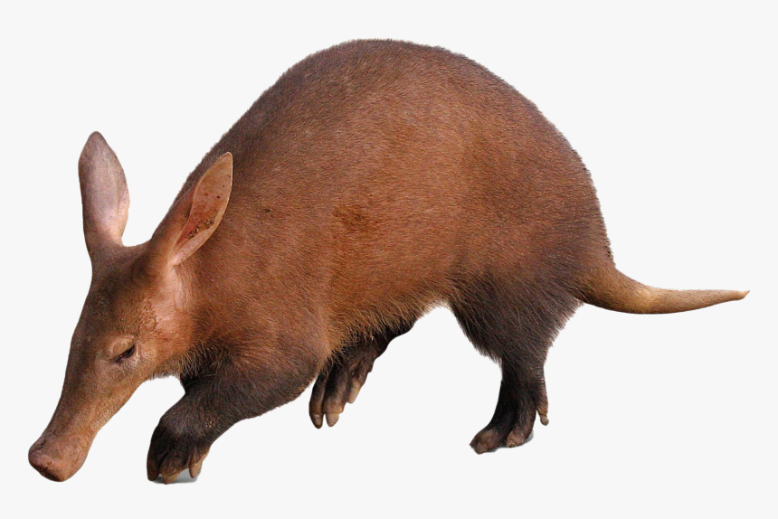 Aardvark - Article, HD Png Download