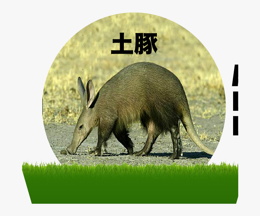 Imagen De Cerdo Hormiguero, HD Png Download