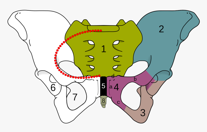Obturator Foramen, HD Png Download