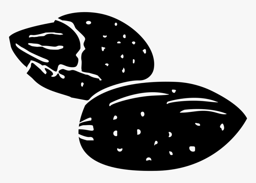 Pecan - Illustration, HD Png Download