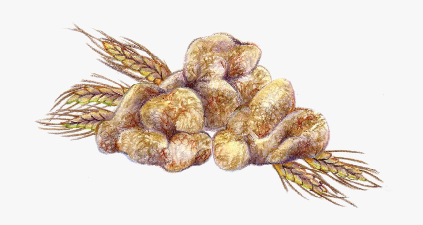White Truffle Oil, HD Png Download