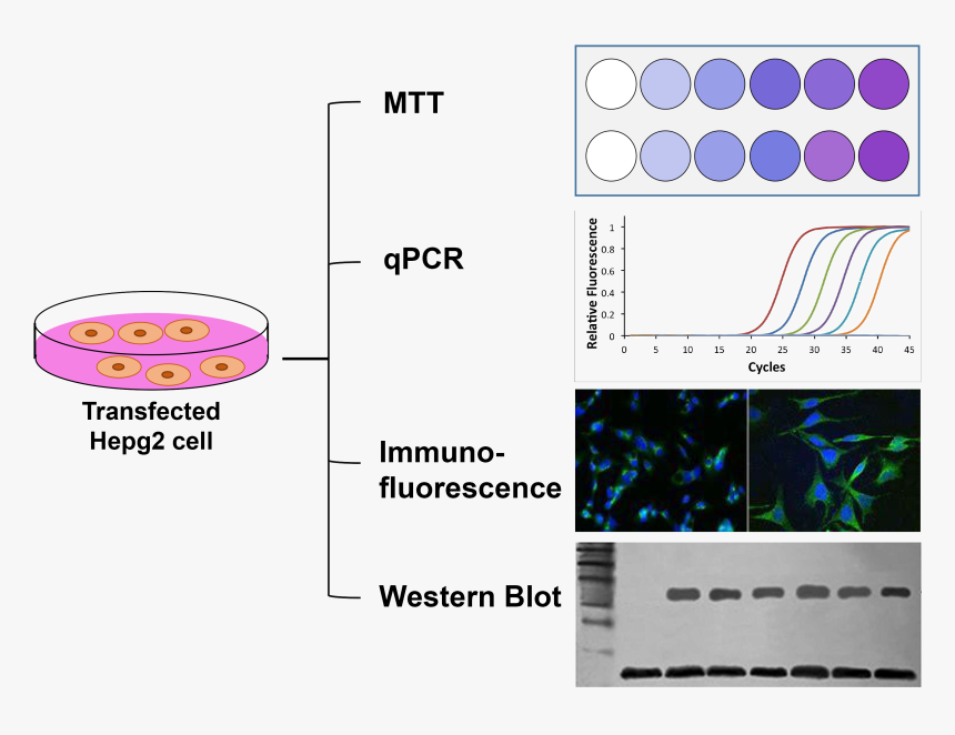 Diagram, HD Png Download