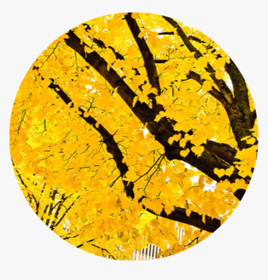 Tumblr Yellow Vintage Overlay Collage Treefreetoedit - You Might Belong In Hufflepuff Where They, HD Png Download