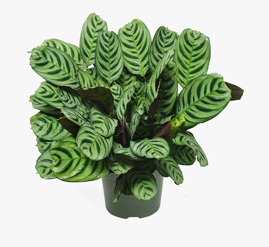 Roberto Burle Marx, HD Png Download