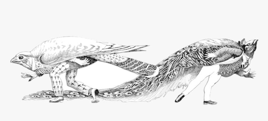 Logo Birds - Illustration, HD Png Download