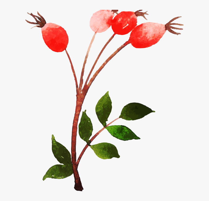 Garden Roses, HD Png Download