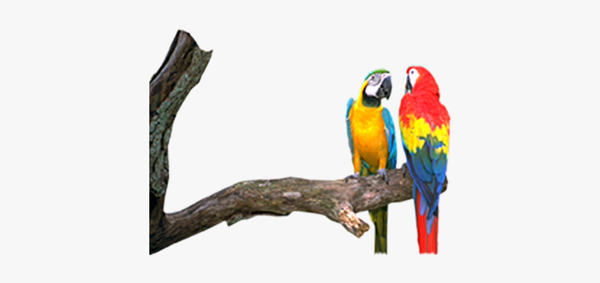 Macaw, HD Png Download