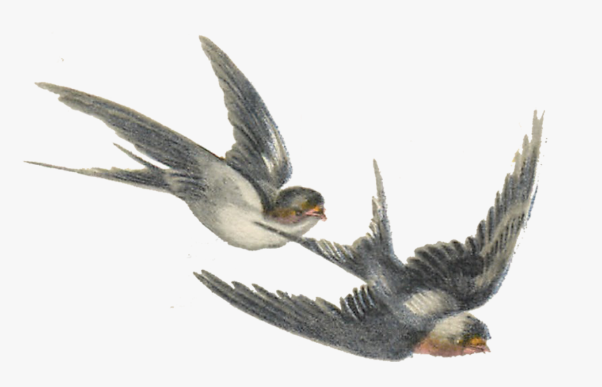 Bird Illustration Png, Transparent Png