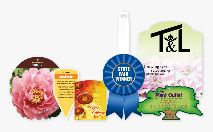 Common Peony, HD Png Download