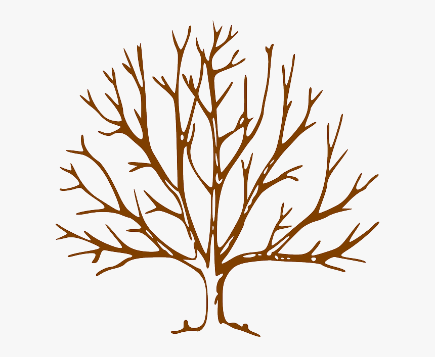 Tree Drawing With Branches, HD Png Download