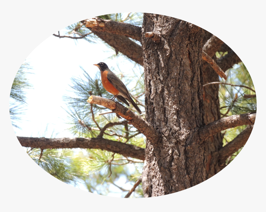 Common Crossbill, HD Png Download