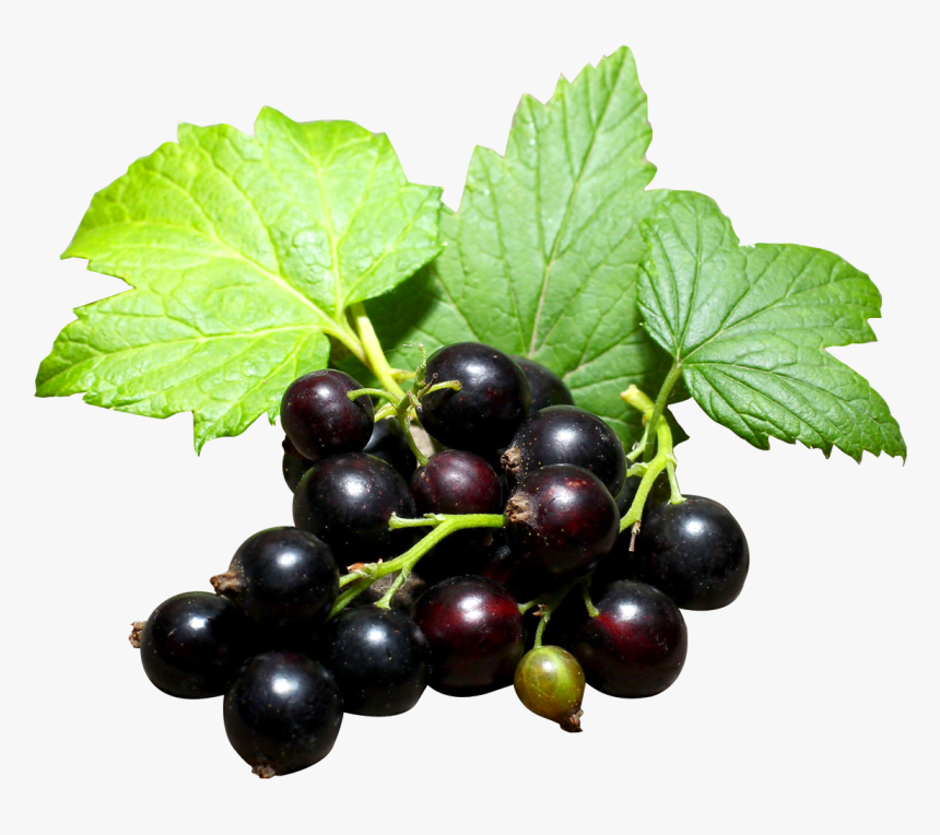 Blackcurrant Png Transparent, Png Download