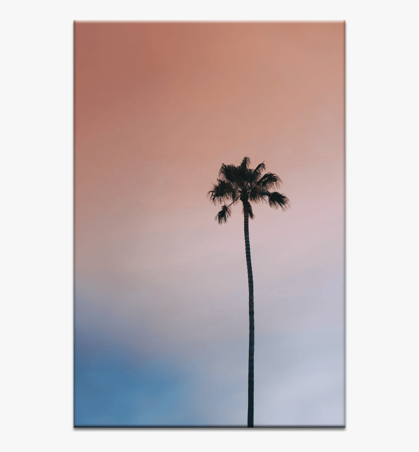 Single Palm - Desert Palm, HD Png Download
