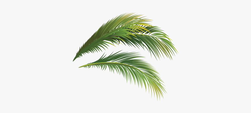 Attalea Speciosa, HD Png Download