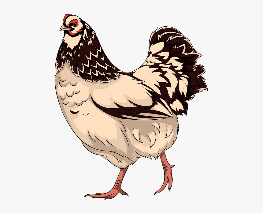Rooster, HD Png Download