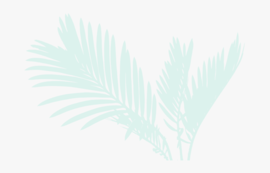 Green Palm - Attalea Speciosa, HD Png Download