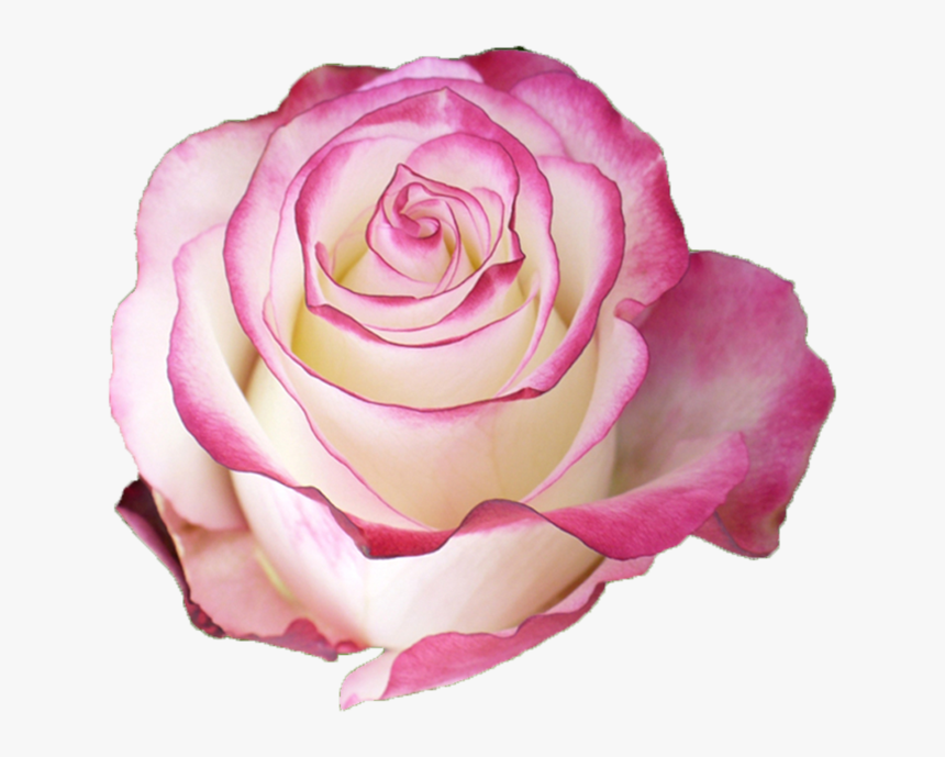 Rose Sweetness, HD Png Download