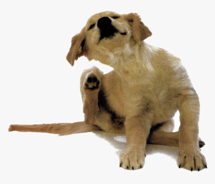 Puppy - Dog Itching White Background, HD Png Download