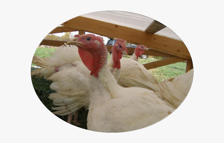 Turkey, HD Png Download