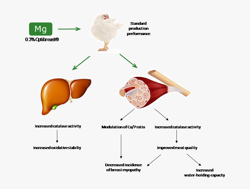Diagram, HD Png Download