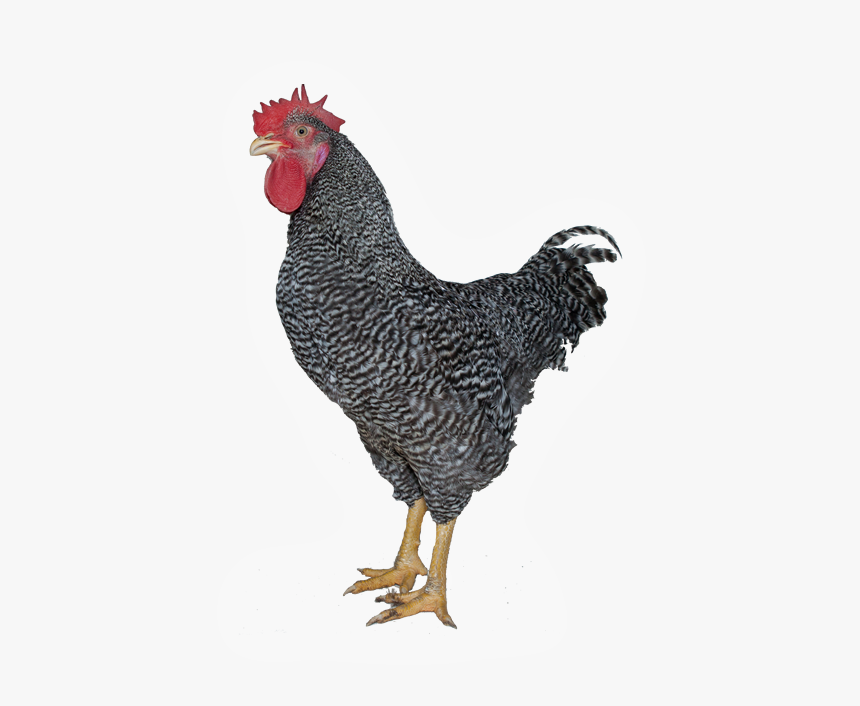 Rooster, HD Png Download