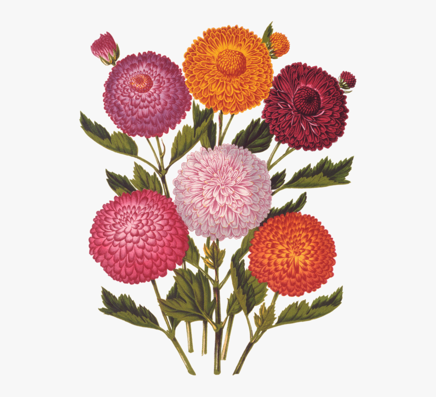 Fleurs, Éclat, Ornement, Flowers, Tubes, Bouquets, - Flower, HD Png Download