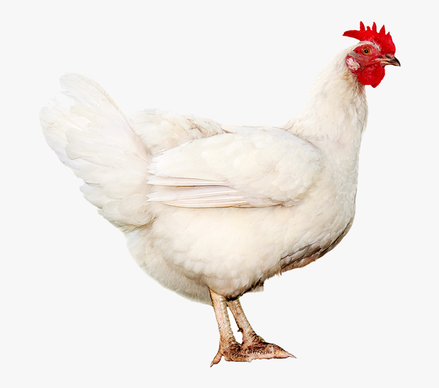 Rooster, HD Png Download
