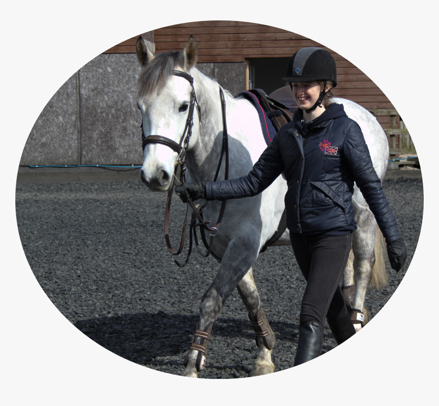 Stallion, HD Png Download