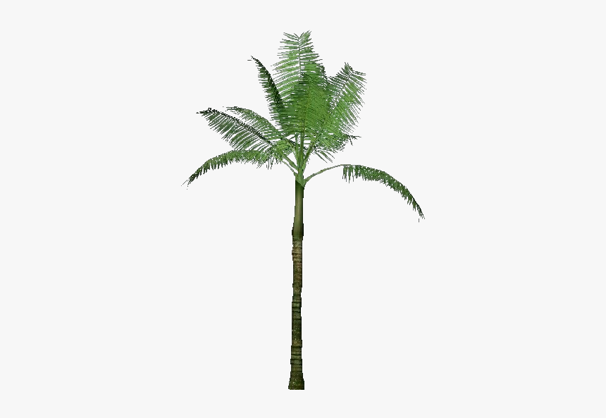 3d Trees - Dictyosperma Album - Acca Software - Zoo Tycoon 2 Trees Palm, HD Png Download