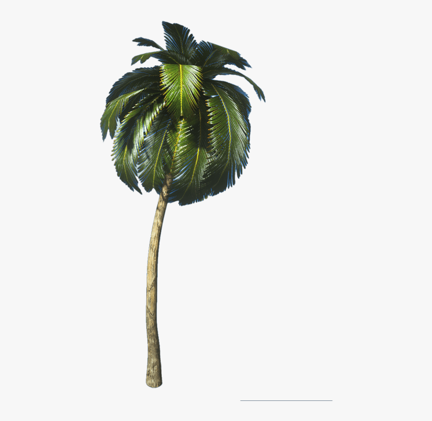 Coconut, HD Png Download