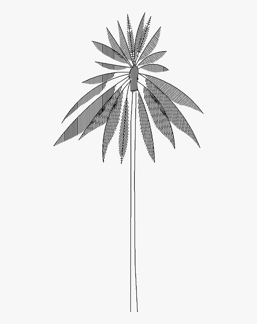 Tree 5563d View 
 Class Mw 100 Mh 100 Pol Align Vertical - Drawing, HD Png Download