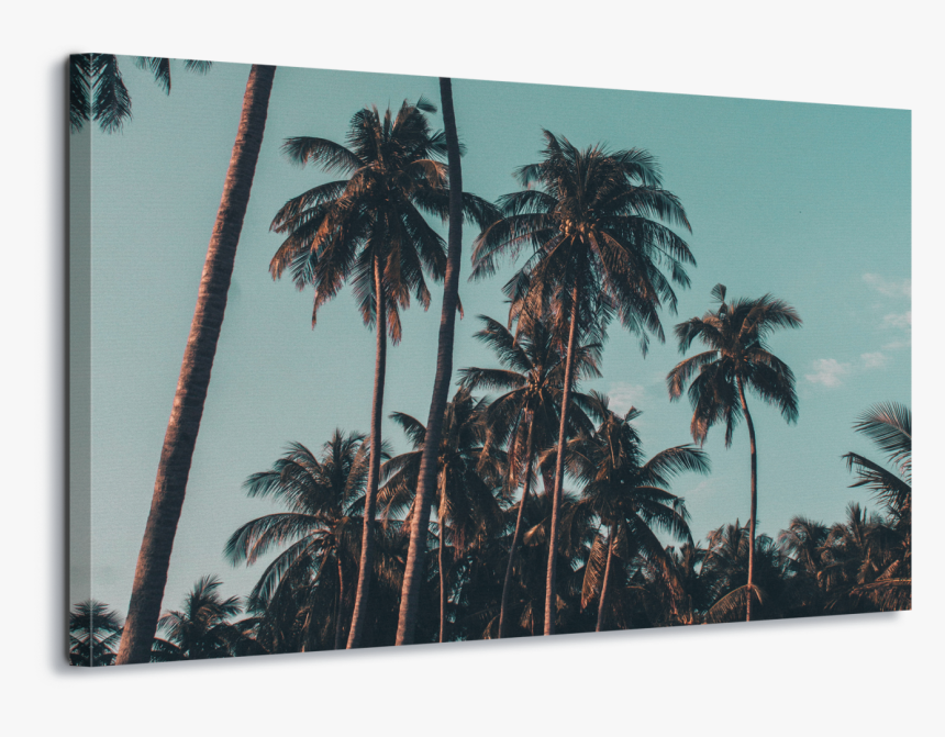 Palm Tree Iphone X, HD Png Download