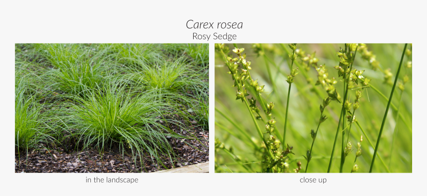 Clip Art Focus On Water Gets - Sweet Grass, HD Png Download