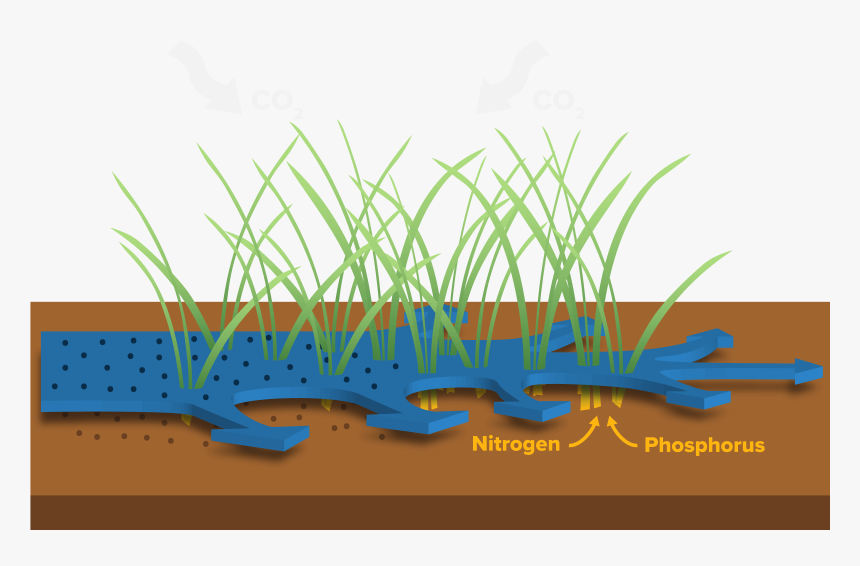 Grass, HD Png Download