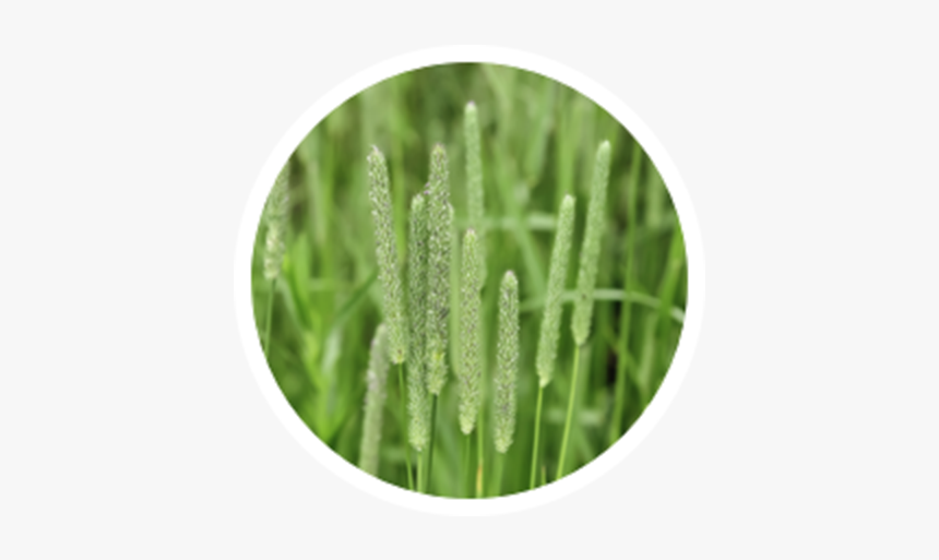 Timothy Grass, HD Png Download