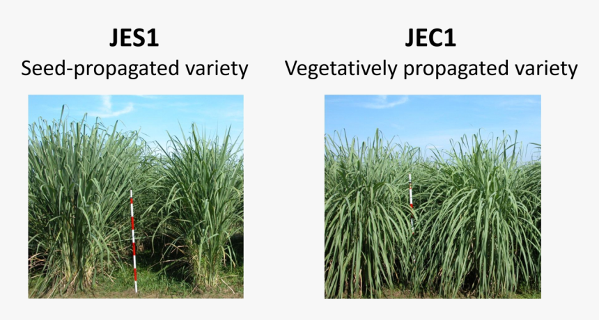 Plant Type Of Erianthus Varieties Jes1 And Jec1 - Sweet Grass, HD Png Download