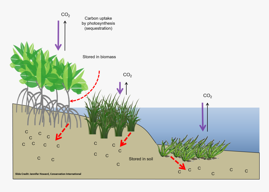 Photosynthesis In Salt Marshes, HD Png Download