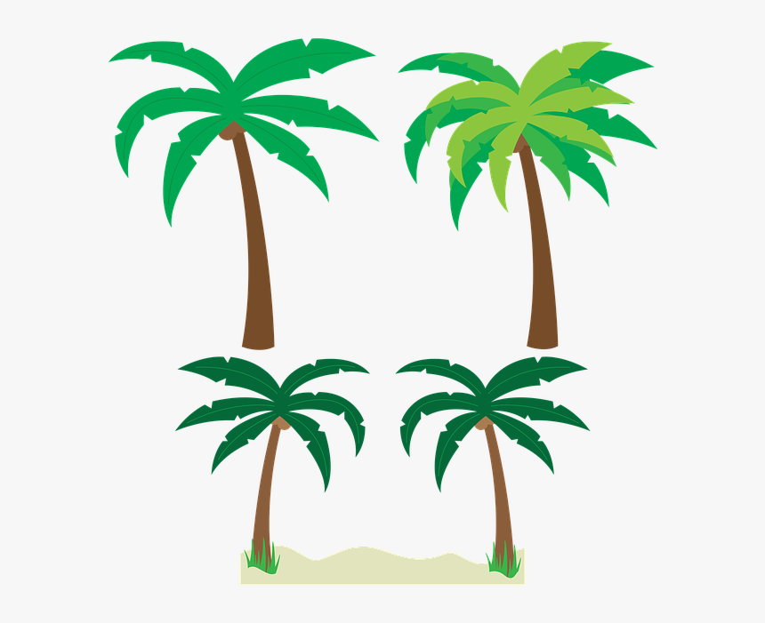Palm Tree Vector Png, Transparent Png
