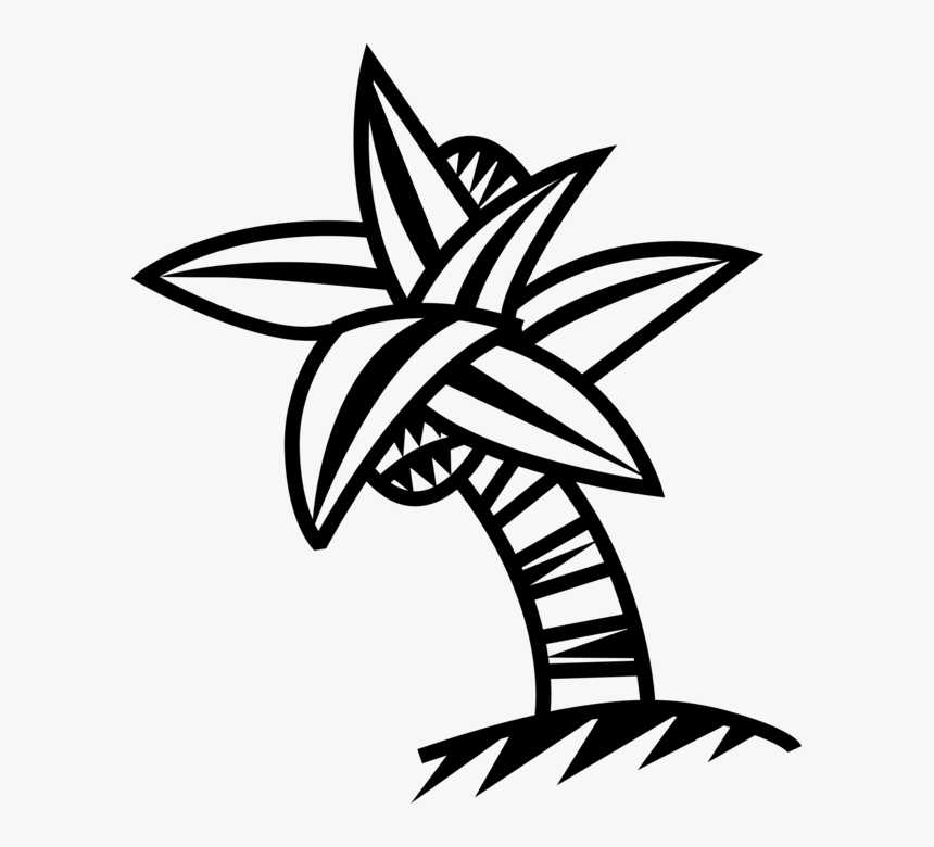 Vector Illustration Of Arecaceae Palm Tree With Coconuts - Palm Trees, HD Png Download