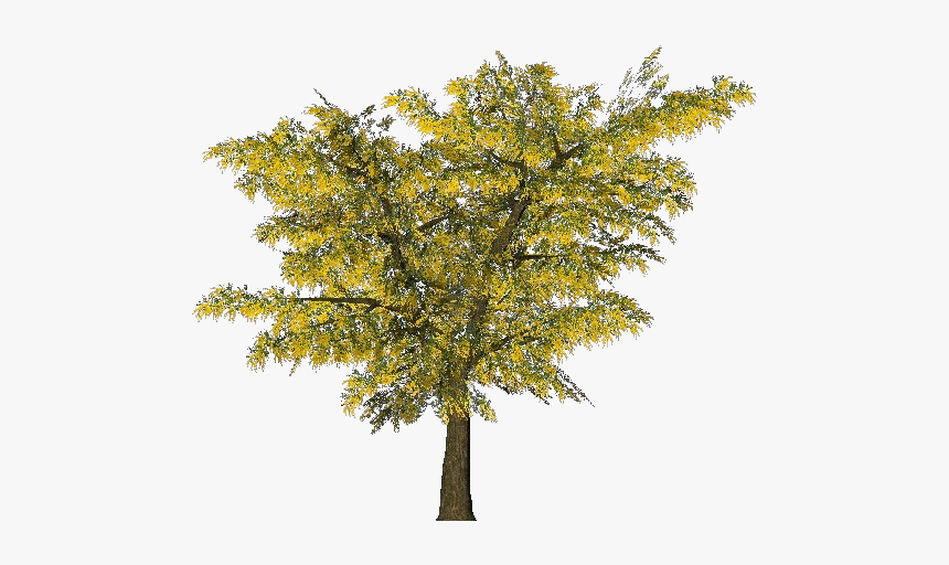 3d Trees - Mimosa - Acca Software - Mimosa Tree Png, Transparent Png