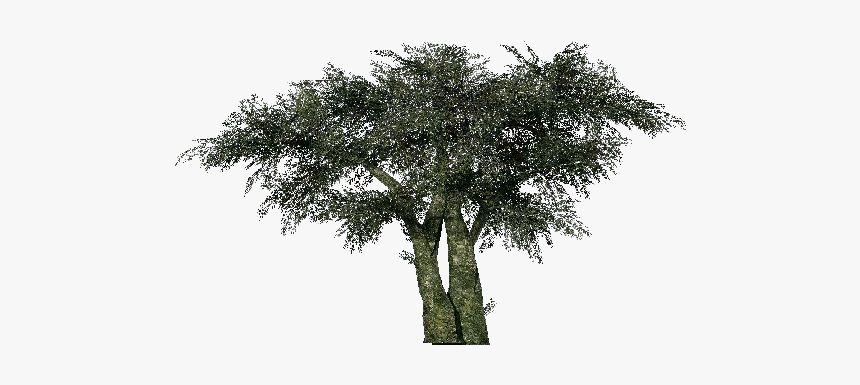3d Trees - Olive Tree - Acca Software - Mexican Pinyon, HD Png Download