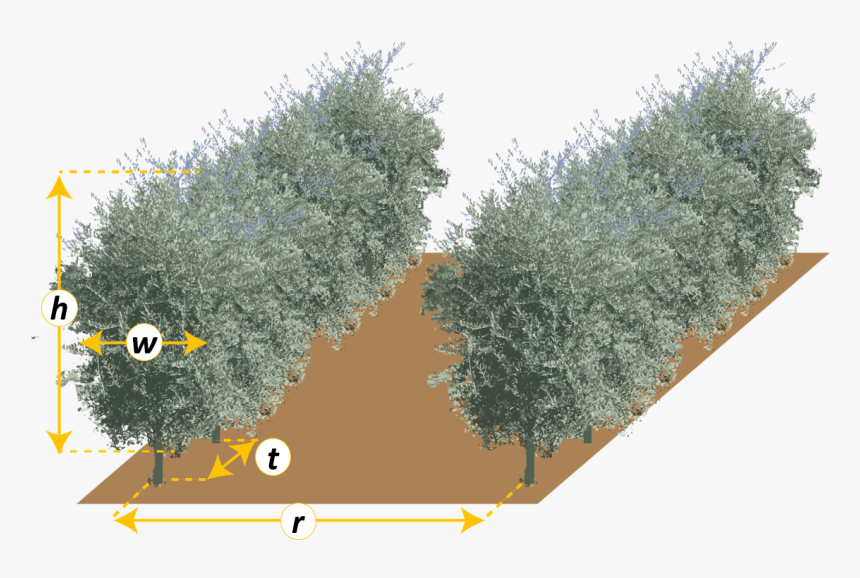 Thuya, HD Png Download