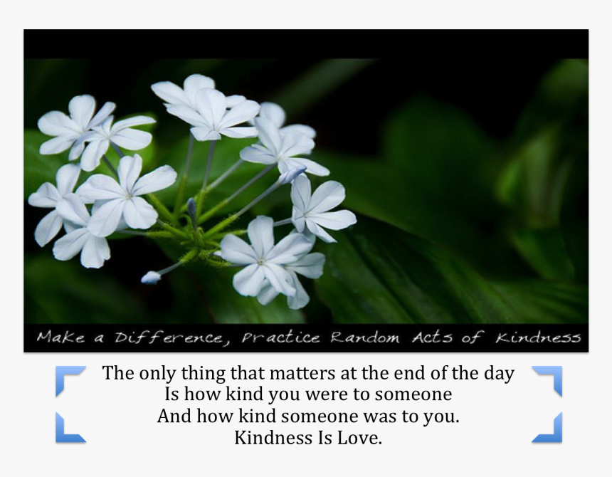 Kindness Is Love - Kindness, HD Png Download