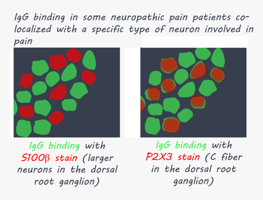 Antibody Png -igg1800 - Circle, Transparent Png