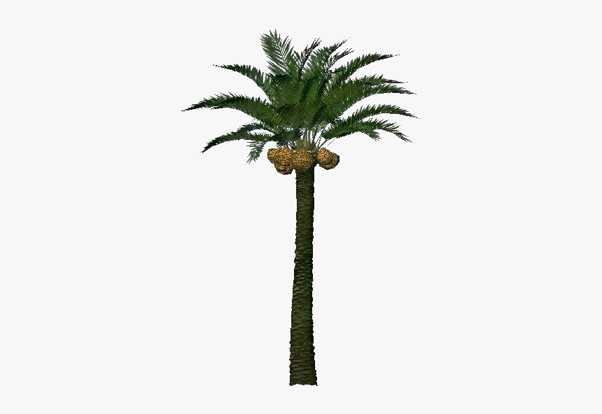 Date Palm Tree Png, Transparent Png