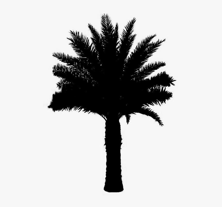 Asian Palmyra Palm Black & White - Black And White Plant Palm, HD Png Download