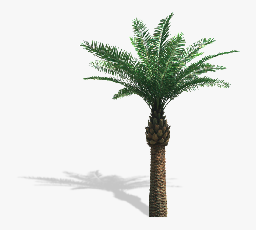 Real Palm Trees Png, Transparent Png